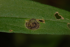 Liriomyza eupatorii
