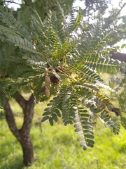 Vachellia robusta