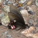 Mariposa Cometa Negra de Parches Rojos - Photo (c) Roger Rittmaster, algunos derechos reservados (CC BY-NC), subido por Roger Rittmaster