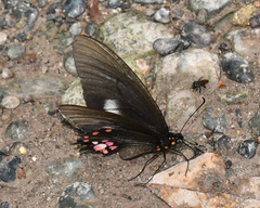 Heraclides anchisiades