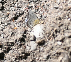 Celastrina