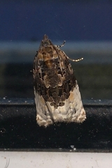 Apotomis betuletana