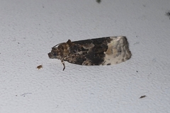 Apotomis betuletana