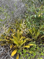 Wittmackia patentissima