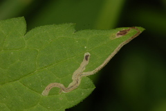 Phytomyza loewii