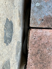 Psammophis mossambicus