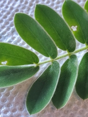 Senna lindheimeriana