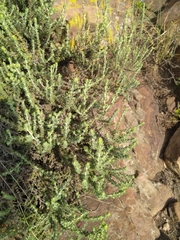 Pollichia campestris