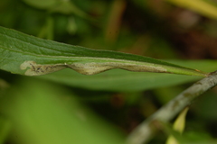 Phytomyza albiceps group
