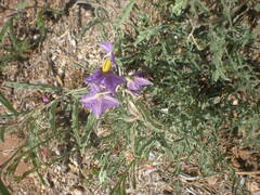 Solanum elaeagnifolium