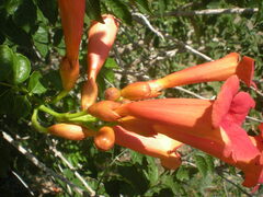 Campsis radicans