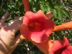 Campsis radicans