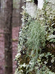 Usnea subfloridana