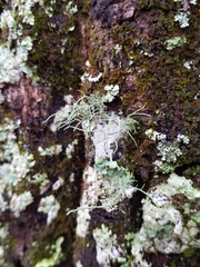 Usnea subfloridana