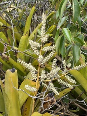 Wittmackia patentissima