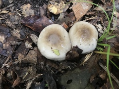 Hygrophorus occidentalis