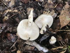 Hygrophorus occidentalis