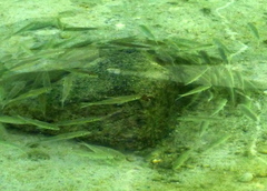 Mulloidichthys flavolineatus