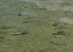 Ellochelon vaigiensis