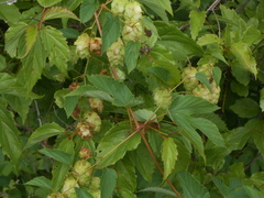 Humulus lupulus
