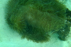 Heteractis magnifica