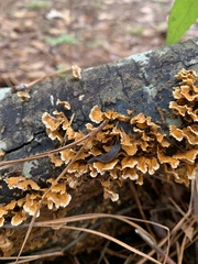 Philomycus carolinianus