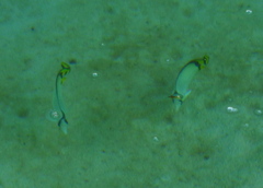 Chaetodon vagabundus