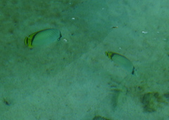 Chaetodon vagabundus