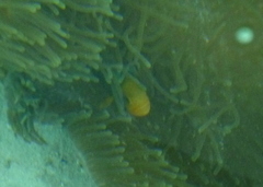 Amphiprion chrysopterus
