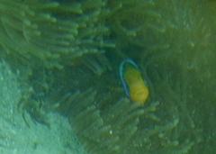 Amphiprion chrysopterus