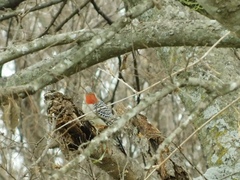 Melanerpes carolinus