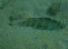 Abudefduf septemfasciatus