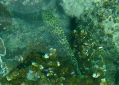 Epinephelus merra
