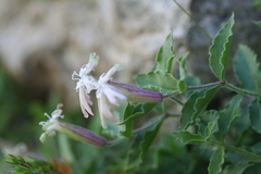 Silene cordifolia