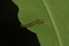 Thrinax dubitata
