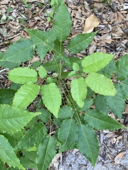 Duranta erecta