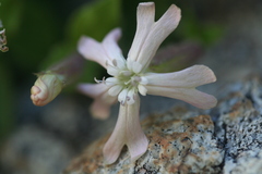 Silene cordifolia