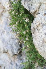 Silene cordifolia
