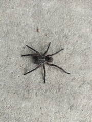 Tasmanicosa godeffroyi