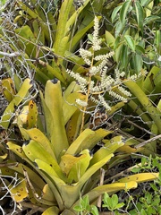 Wittmackia patentissima