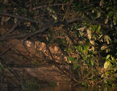 Paleosuchus trigonatus