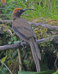 Brown Sicklebill photo 2