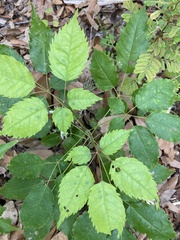 Duranta erecta