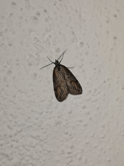 Chesias isabella