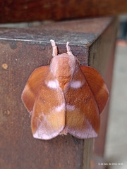 Othorene purpurascens