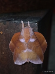 Othorene purpurascens