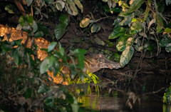 Paleosuchus trigonatus