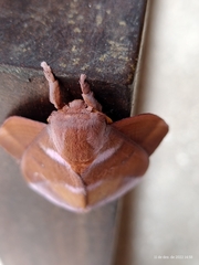 Othorene purpurascens