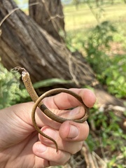 Psammophis mossambicus