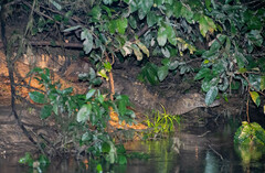 Paleosuchus trigonatus